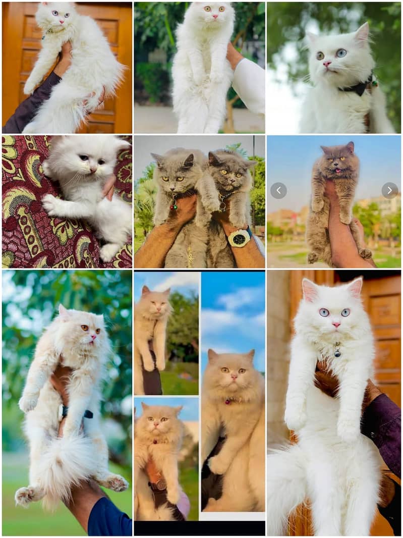 Persian cats and kittens 6
