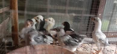 High quality Mianwali aseel chicks for sale