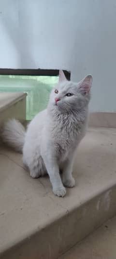 Persian Cat
