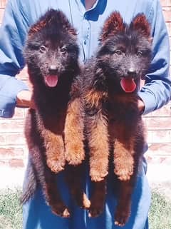 German Shepherd Dog | German Shepherd Pair For sale