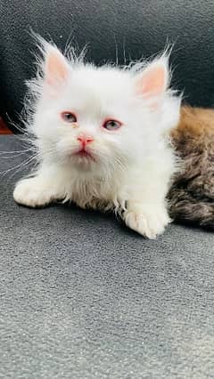Female Persian Kitten For Sale