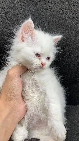 Female Persian Kitten For Sale 2