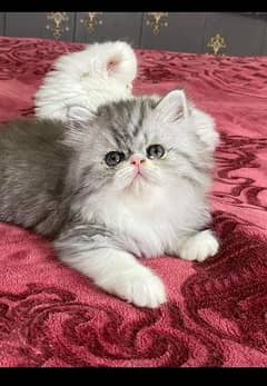 Persian kittens available now 03254880040 0