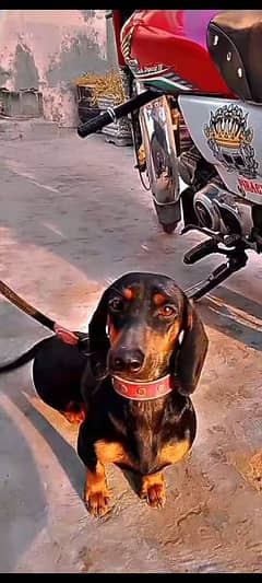 dachshund female dog for sale