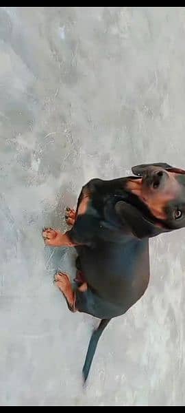 dachshund female dog for sale 1