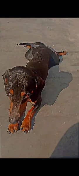 dachshund female dog for sale 3
