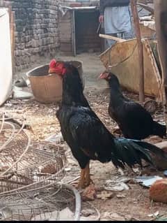 High quality Mianwali aseel chicks for sale 0