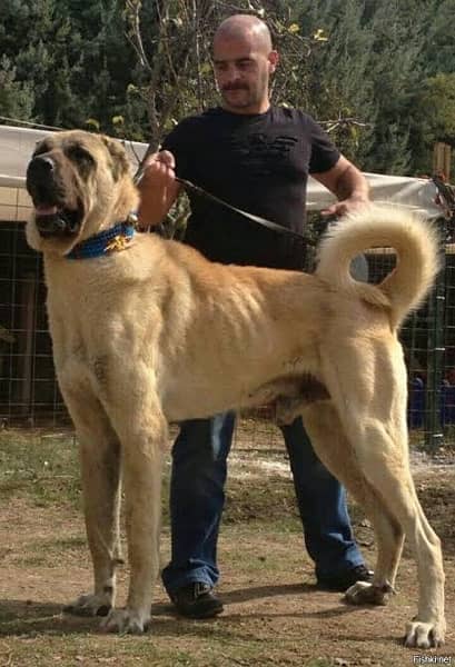 king Kurdish kangal full security dog pair 2 mohtn for sale 1