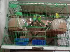 Australian parrot Male for sale 1 pice 350 Finial