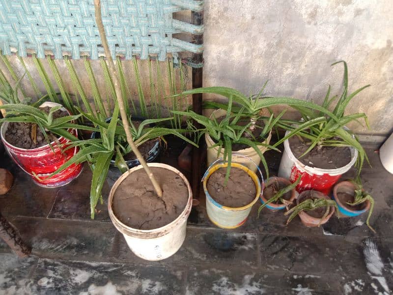 plants and pots 1