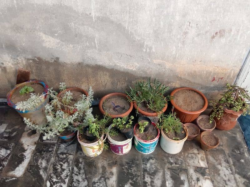 plants and pots 3