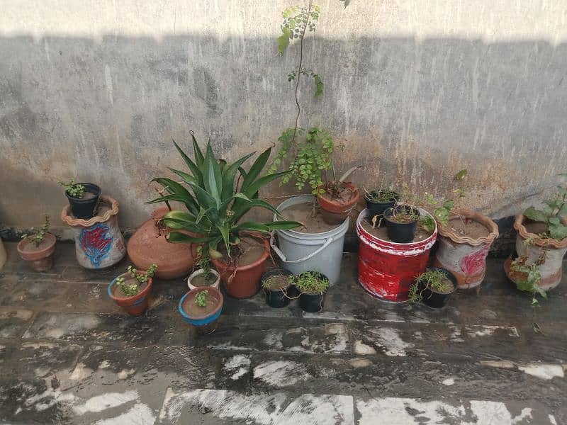 plants and pots 7