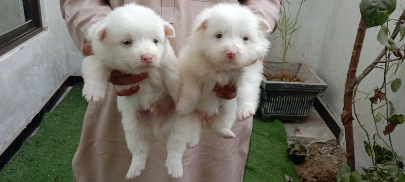 Russian puppy full what pink nose 3