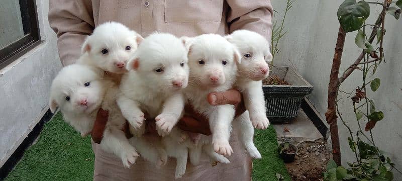Russian puppy full what pink nose 4