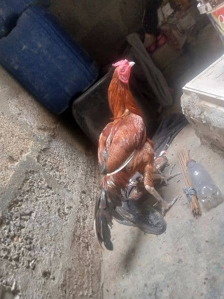 hen for sale in nawab colony 2