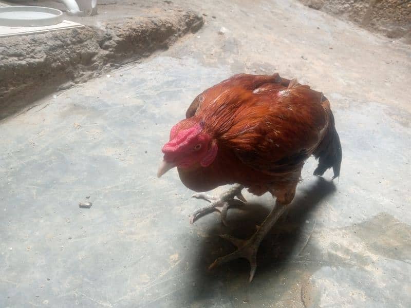 hen for sale in nawab colony 3