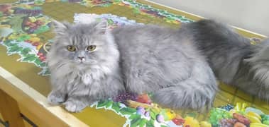 grey Persian cat with yellow eyes