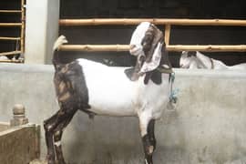 Female goat  bakri Mundra Gulabi avaliable