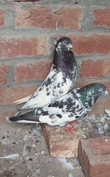 we sell pigeons 0