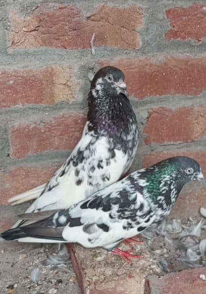 we sell pigeons 1