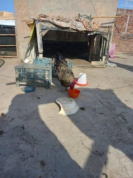 Sussex and Australorp mix cock 0