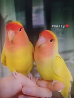 Love birds