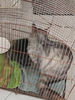 Persian Gray color Cat with 1 kitten