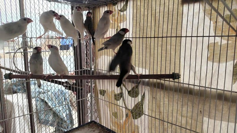 adult white and silver & gray jawa for sell 1