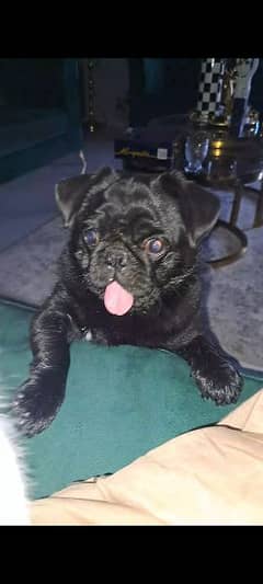American Pug Puppy 6 Months Very Friendly
