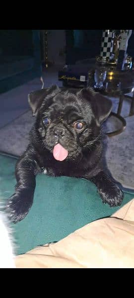 American Pug Puppy 6 Months Very Friendly 0