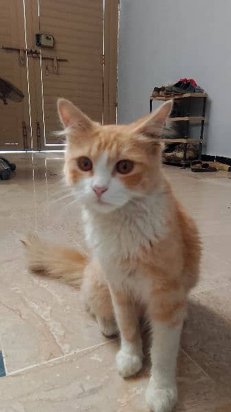 Pure Persian cat for sale urgent sale 1