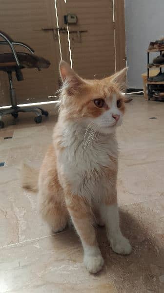 Pure Persian cat for sale urgent sale 0