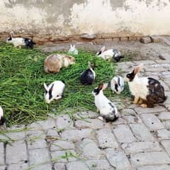 Rabbits for sale 0