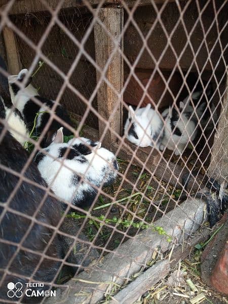 Rabbits for sale 1
