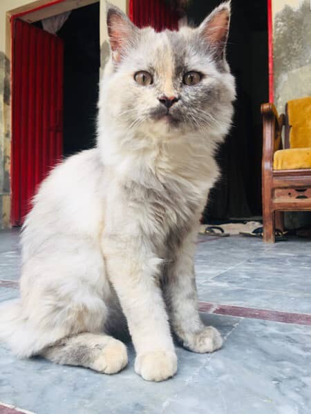Percian Cat Female 1