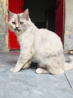 Percian Cat Female