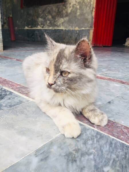 Percian Cat Female 2