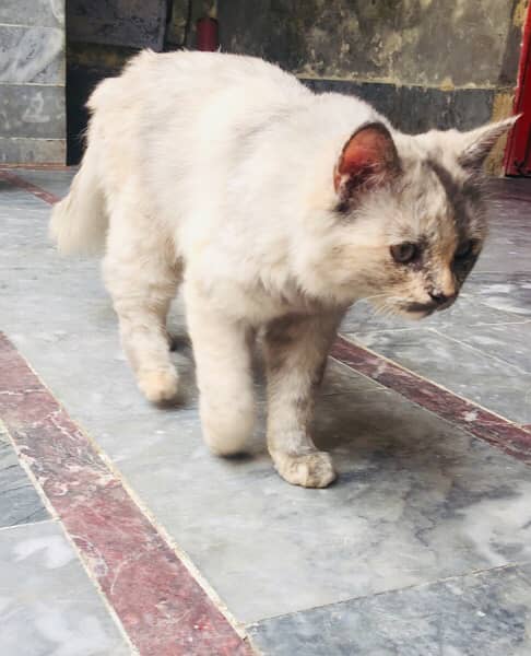 Percian Cat Female 3