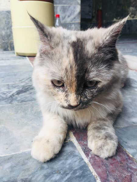 Percian Cat Female 4