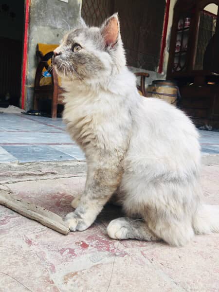 Percian Cat Female 6