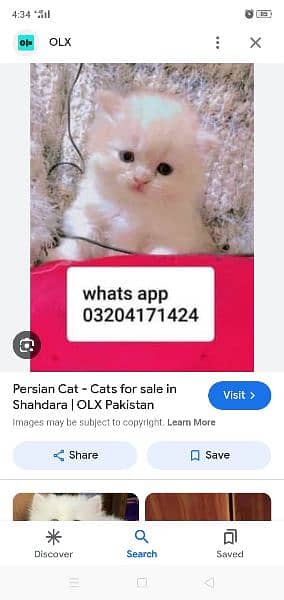 persian cats 2
