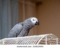 Excellent Talking African Grey Parrot available
