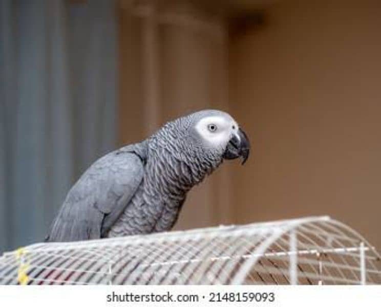 Excellent Talking African Grey Parrot available 0