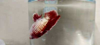 Betta fish