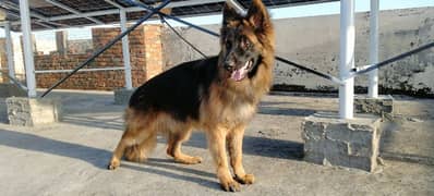 Pedigree German shepherd long coat male puppy from imported father