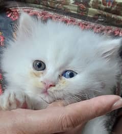 white female kitten heterochromia