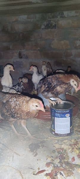 GOLDEN BREEF CHICKEN 29 PEICES FOR SALE ONLY UNDER 580 ONE PEICE 1