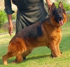 German Shepherd Dog urgent for sale WhatsApp 0313,4912459