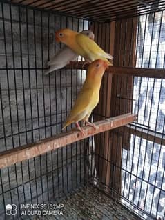 Albino Red Eyes  Splits And Black Eyes - Parrots - 1086360576