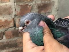beautiful femail pigeon